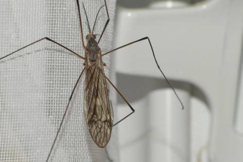 Réf. 269 835 : Tipula obsoleta